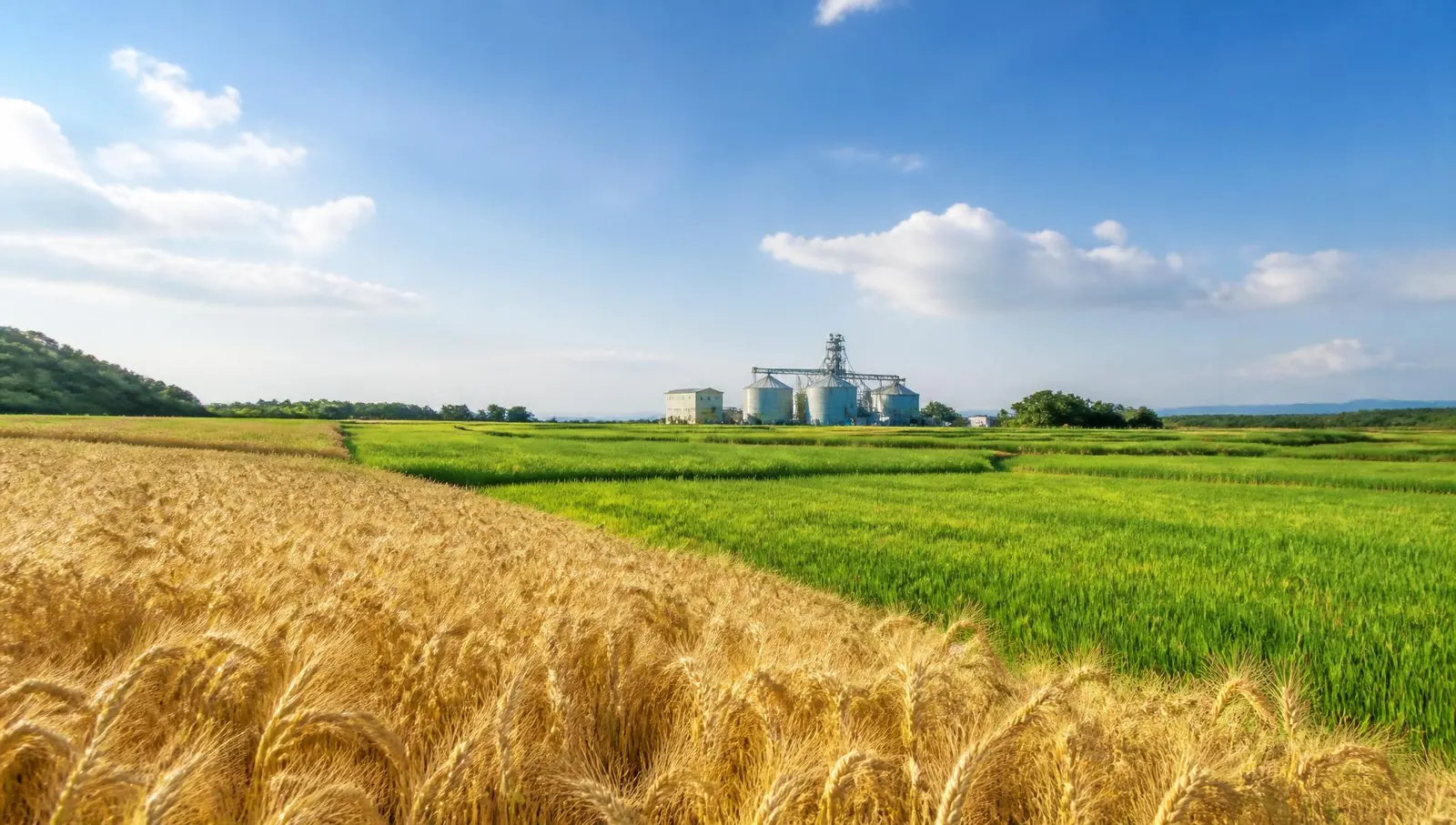 Golden wheat and green rice fields under a blue sky with a grain processing facility on the horizon