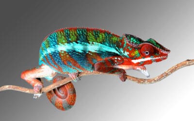 Adaptability as a Leadership Discipline