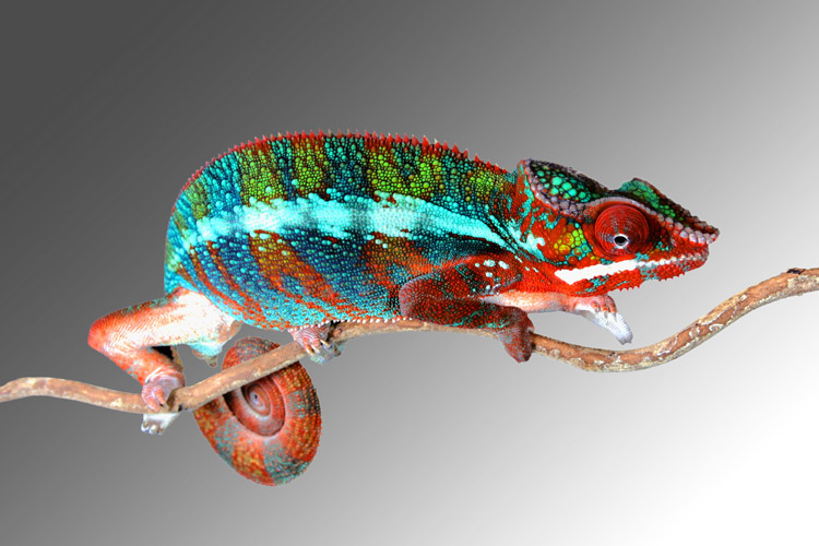 Adaptability as a Leadership Discipline